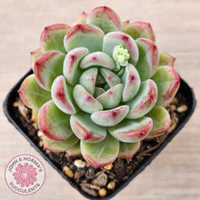 Load image into Gallery viewer, Echeveria &#39;Luna&#39;
