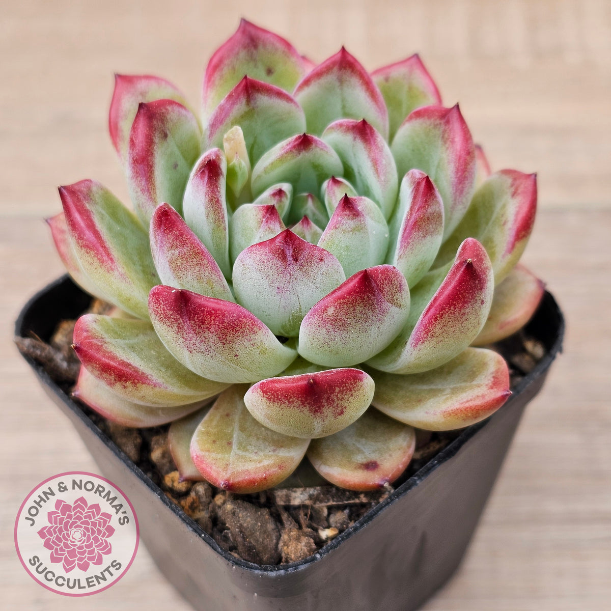 Echeveria 'Luna'