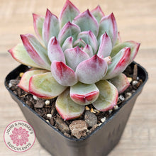 Load image into Gallery viewer, Echeveria &#39;Luna&#39;
