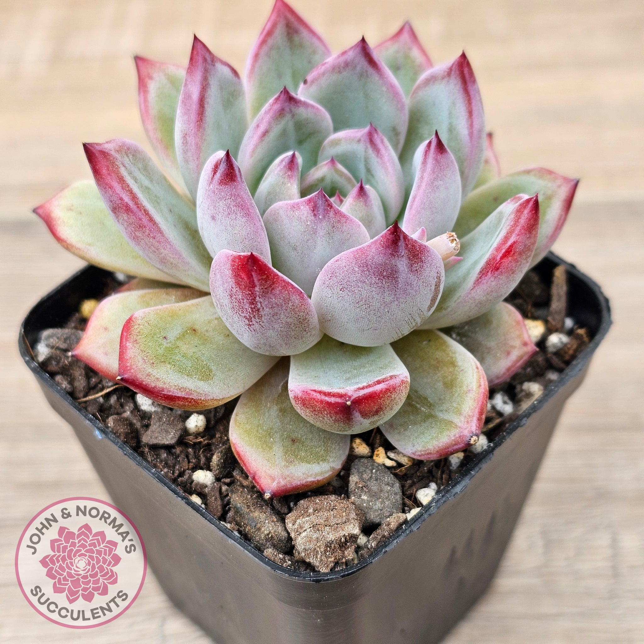 luna succulents Buy Echeveria 'Luna' Australia