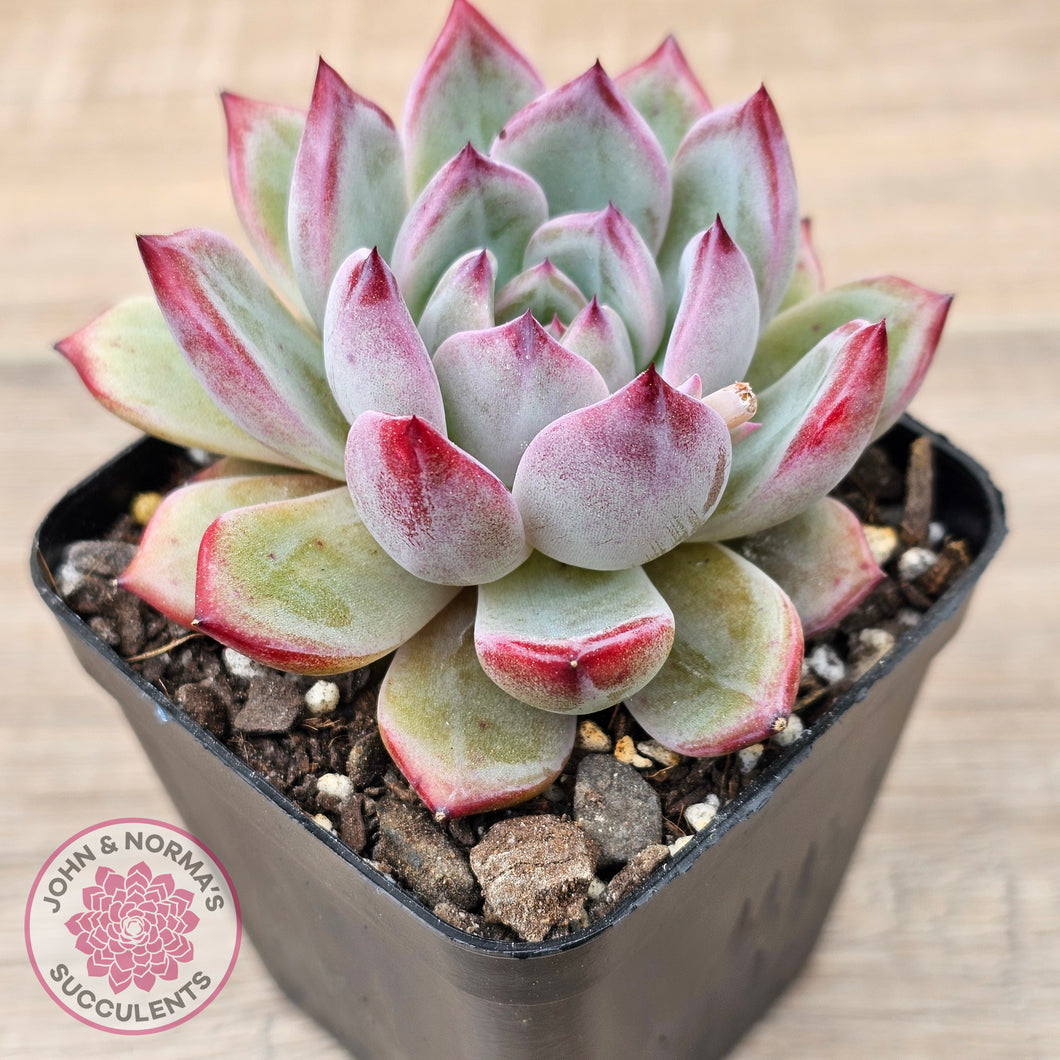 Echeveria 'Luna'