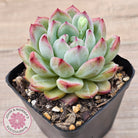Echeveria 'Luna'