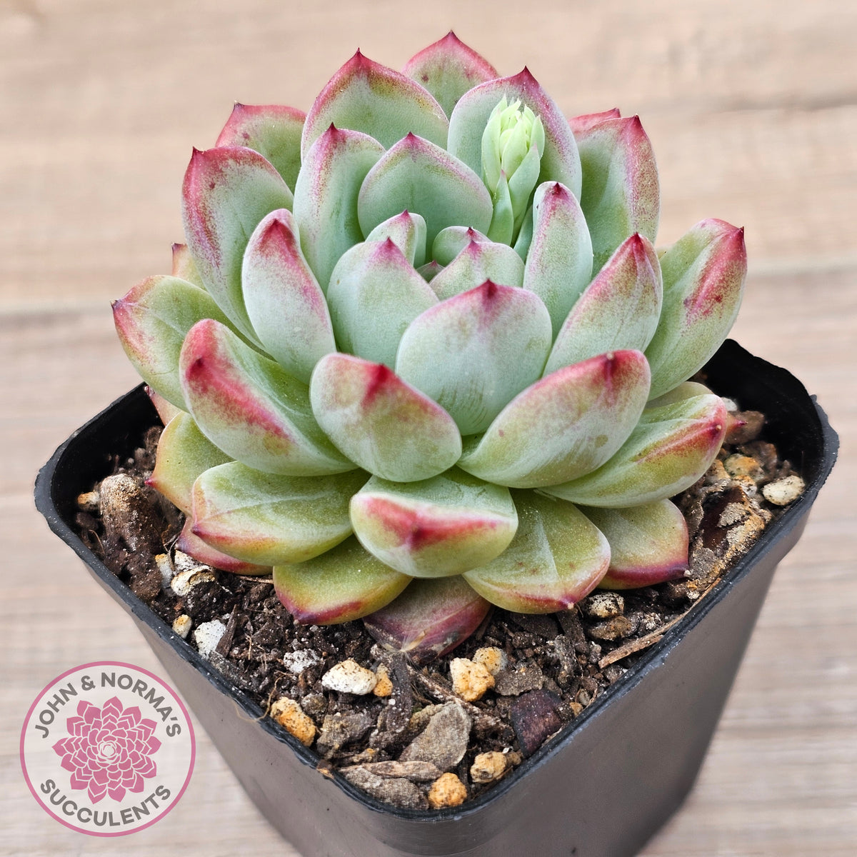 Echeveria 'Luna'