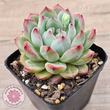 Load image into Gallery viewer, Echeveria &#39;Luna&#39;
