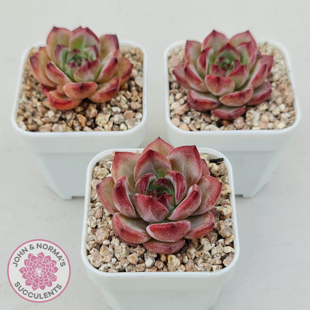 Echeveria 'Luna'