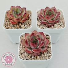 Load image into Gallery viewer, Echeveria &#39;Luna&#39; - John &amp; Norma&#39;s Succulents Australia
