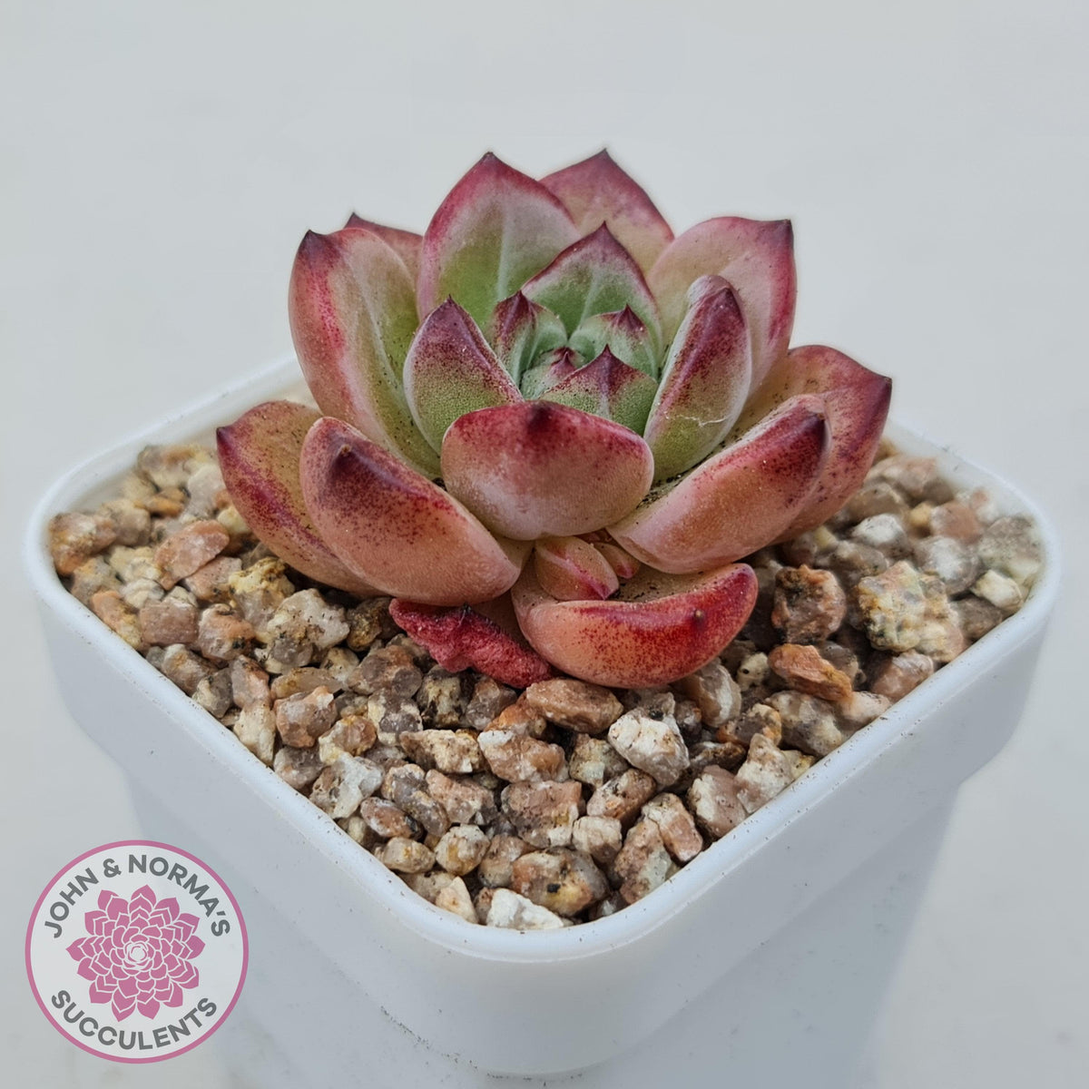 Echeveria 'Luna'