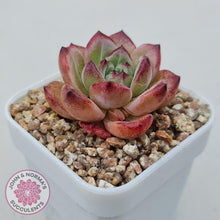 Load image into Gallery viewer, Echeveria &#39;Luna&#39; - John &amp; Norma&#39;s Succulents Australia
