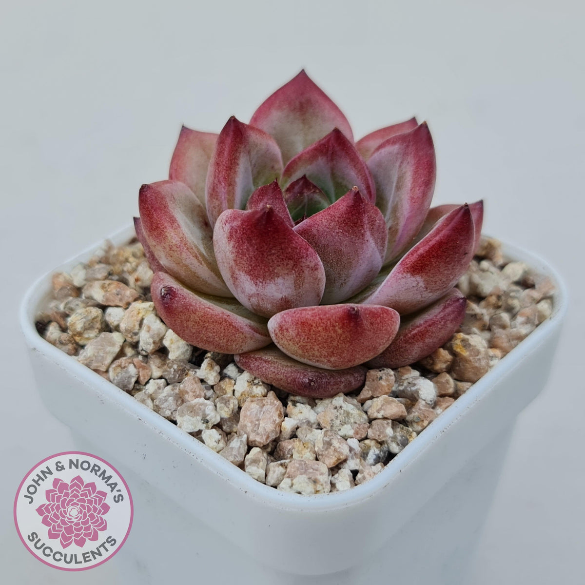 Echeveria 'Luna'