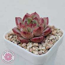 Load image into Gallery viewer, Echeveria &#39;Luna&#39; - John &amp; Norma&#39;s Succulents Australia
