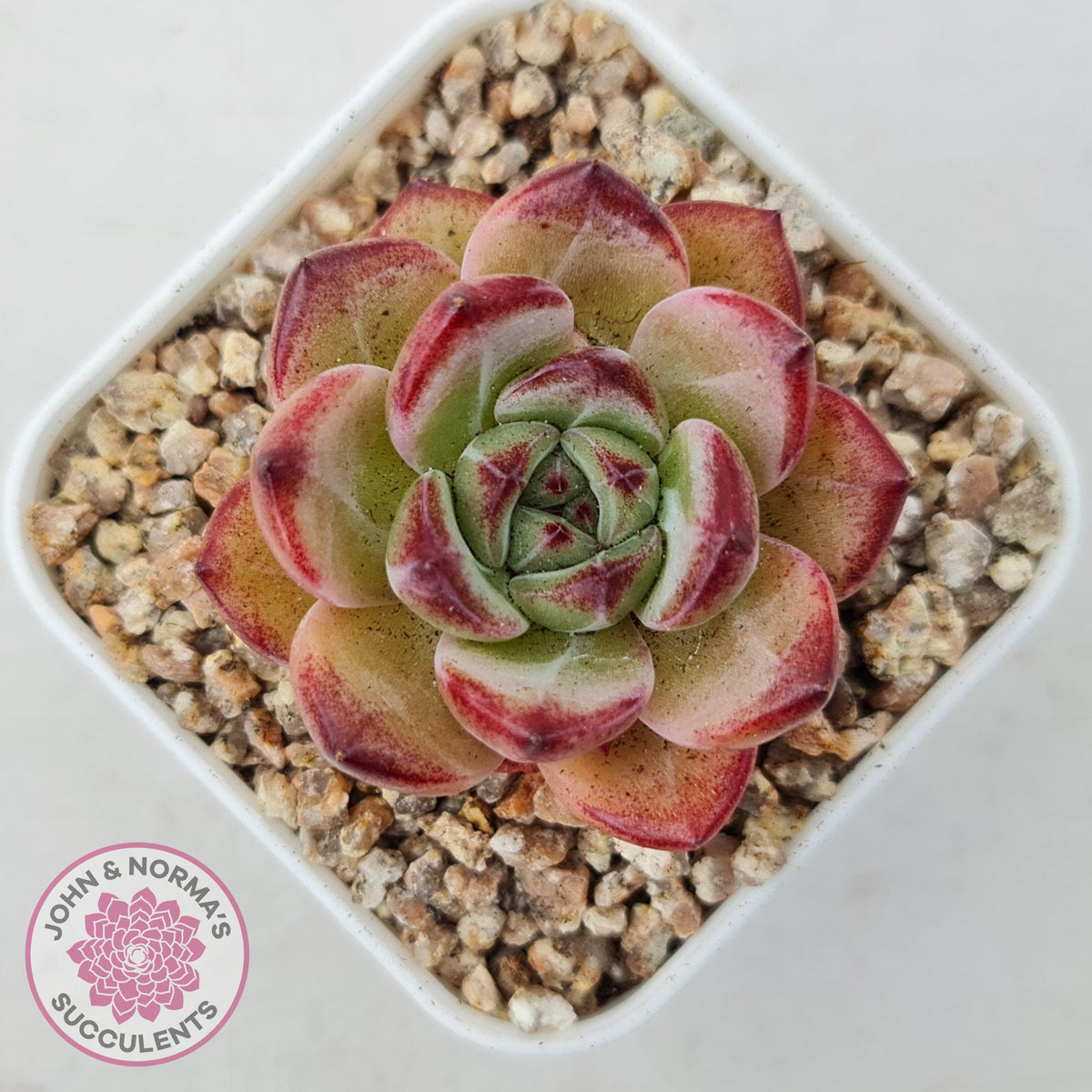 Echeveria 'Luna'