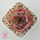 Echeveria 'Luna'
