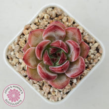 Load image into Gallery viewer, Echeveria &#39;Luna&#39; - John &amp; Norma&#39;s Succulents Australia
