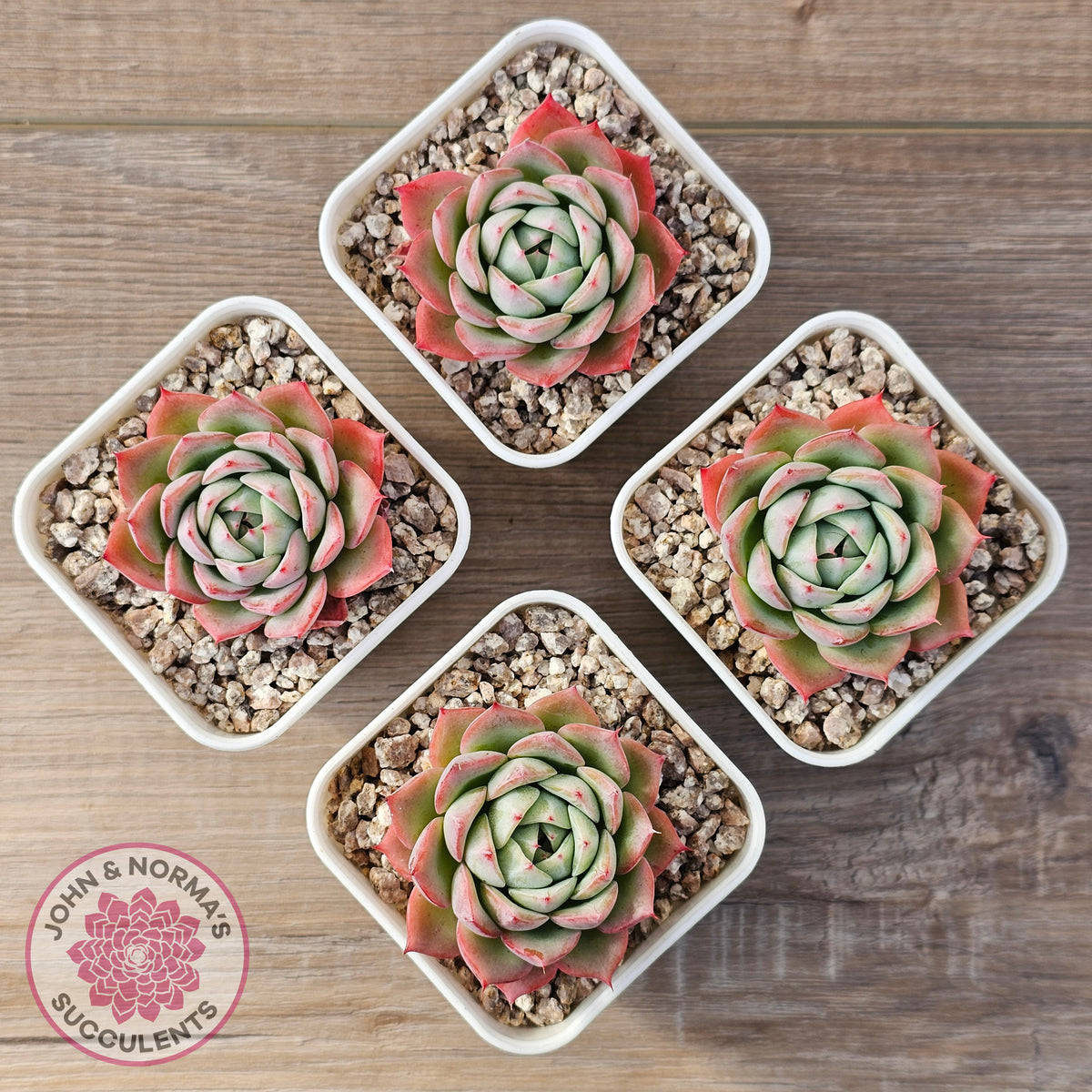 Echeveria 'Lynn Jayana'