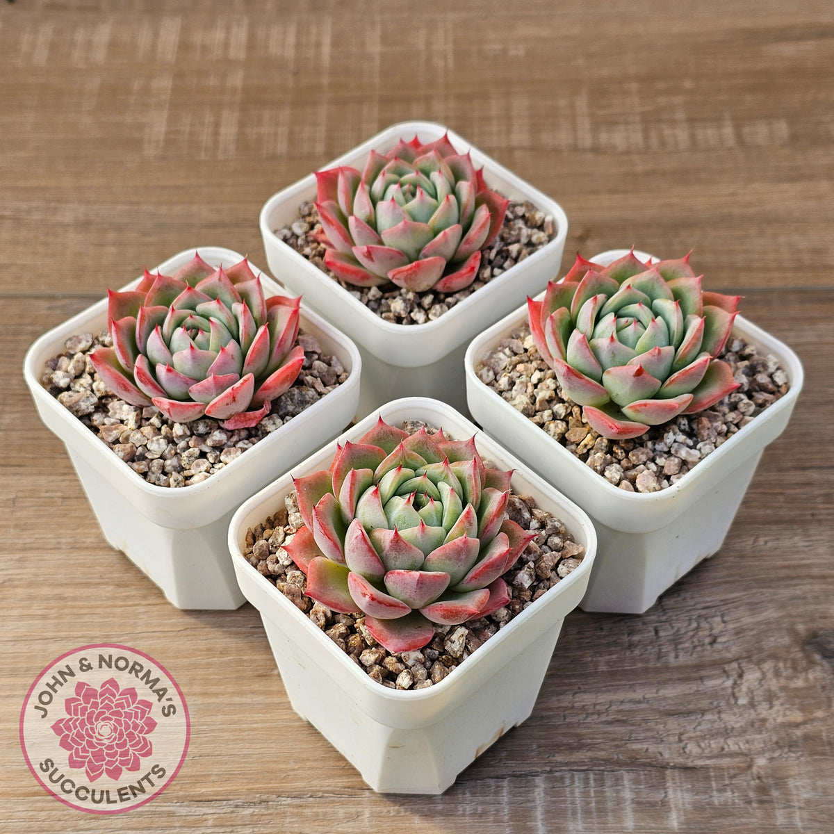 Echeveria 'Lynn Jayana'