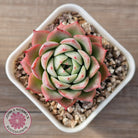 Echeveria 'Lynn Jayana'