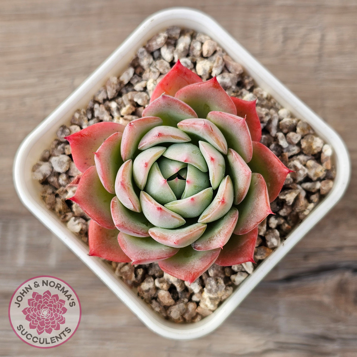 Echeveria 'Lynn Jayana'