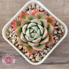 Echeveria 'Lynn Jayana'