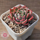 Echeveria 'Lynn Jayana'