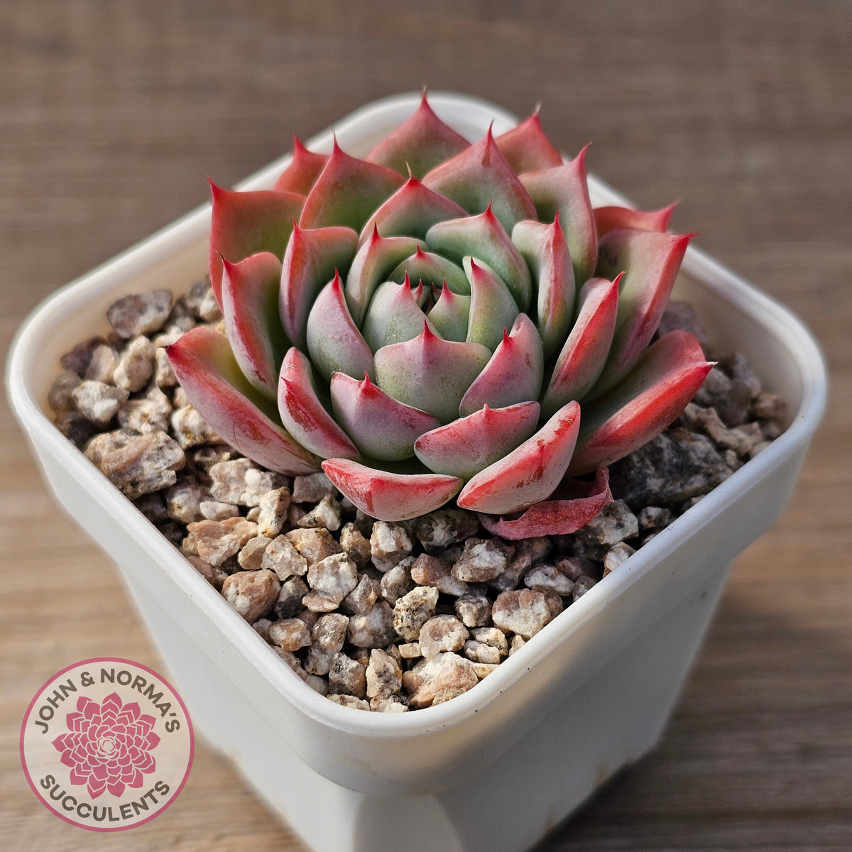 Echeveria 'Lynn Jayana'