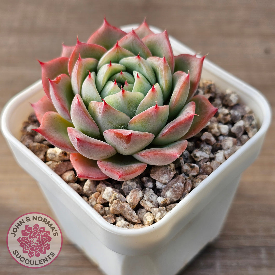 Echeveria 'Lynn Jayana'