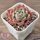 Echeveria 'Lynn Jayana'