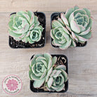 Echeveria 'Macintosh'
