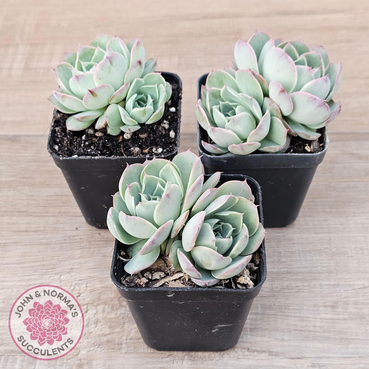 Echeveria 'Macintosh'