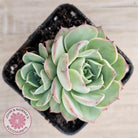 Echeveria 'Macintosh'