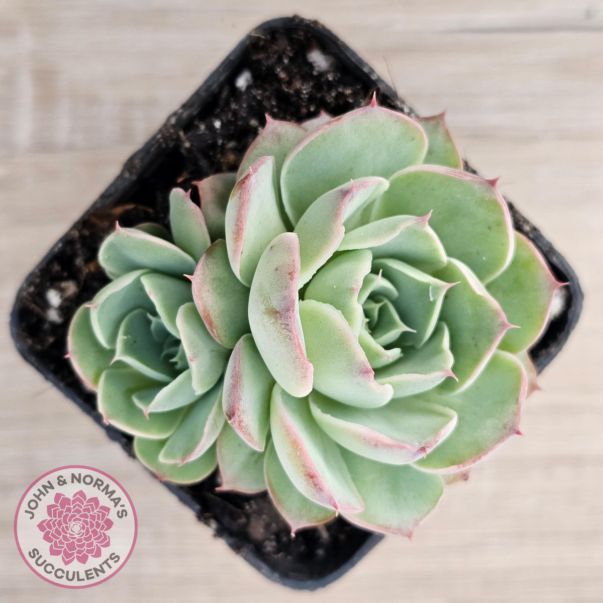 Echeveria 'Macintosh'
