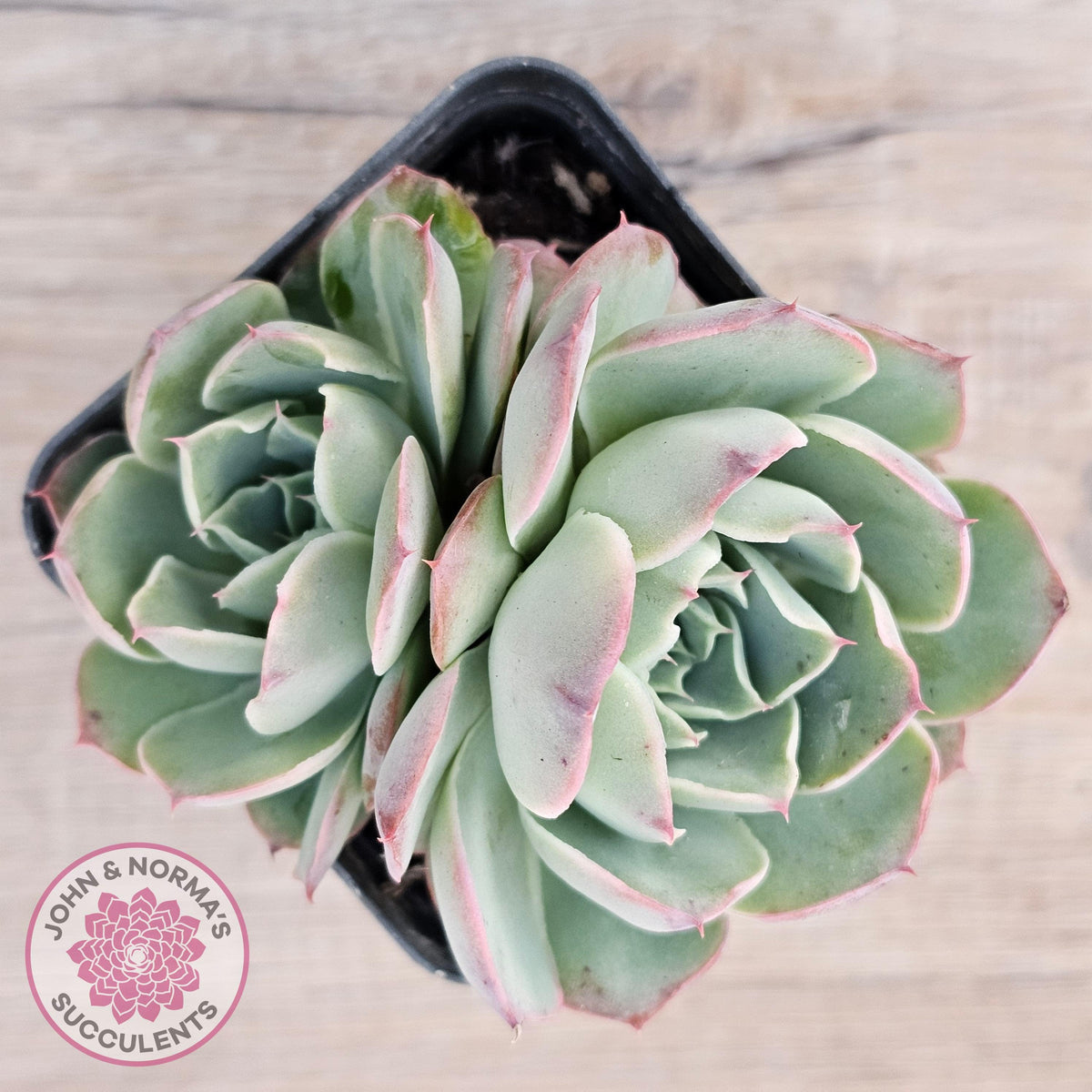 Echeveria 'Macintosh'