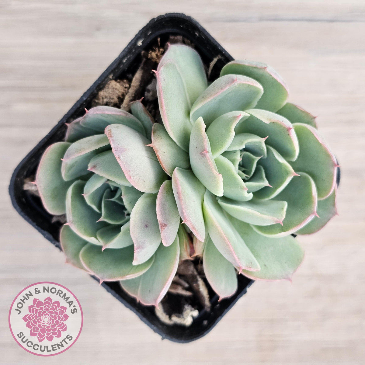 Echeveria 'Macintosh'