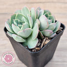 Echeveria 'Macintosh'