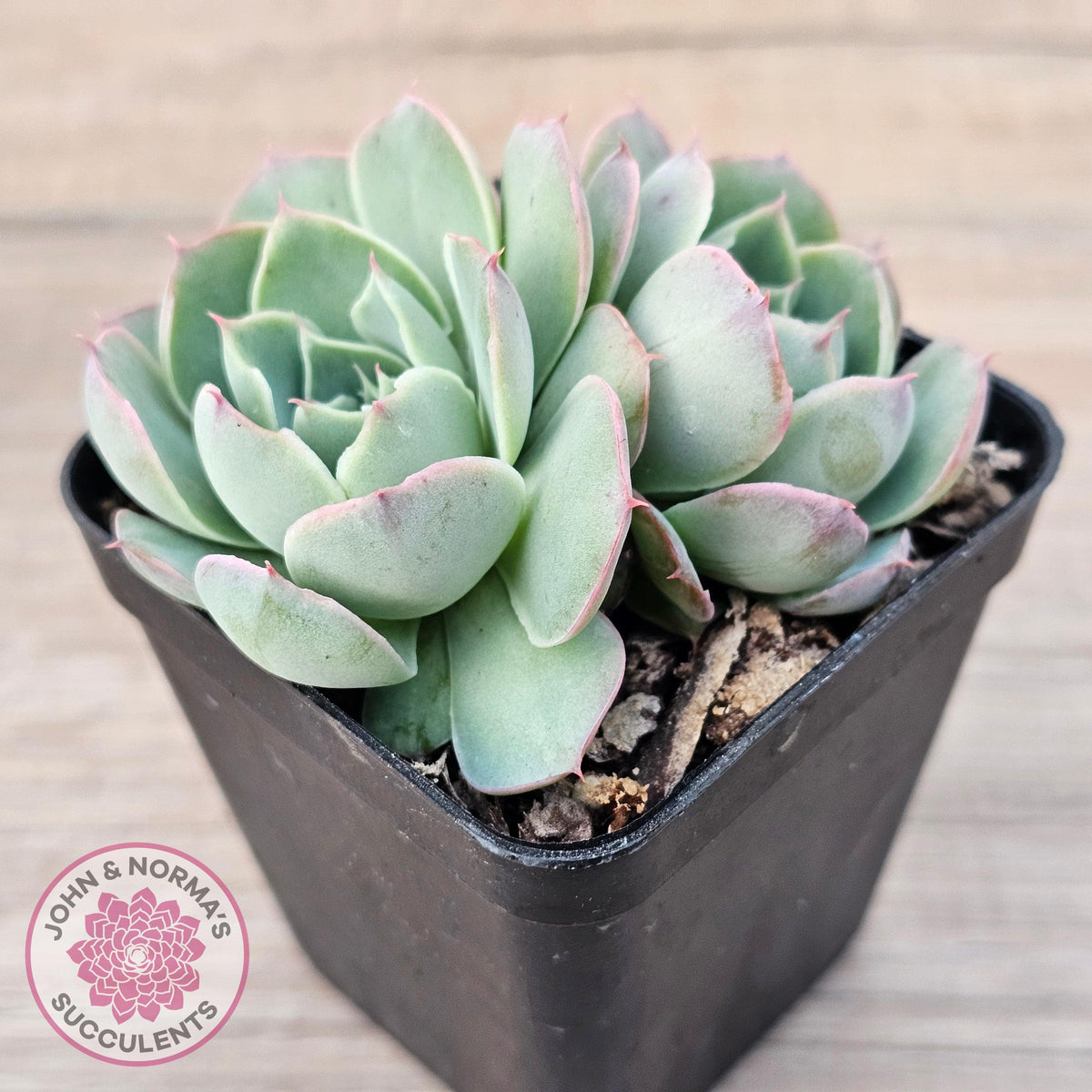 Echeveria 'Macintosh'