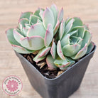 Echeveria 'Macintosh'
