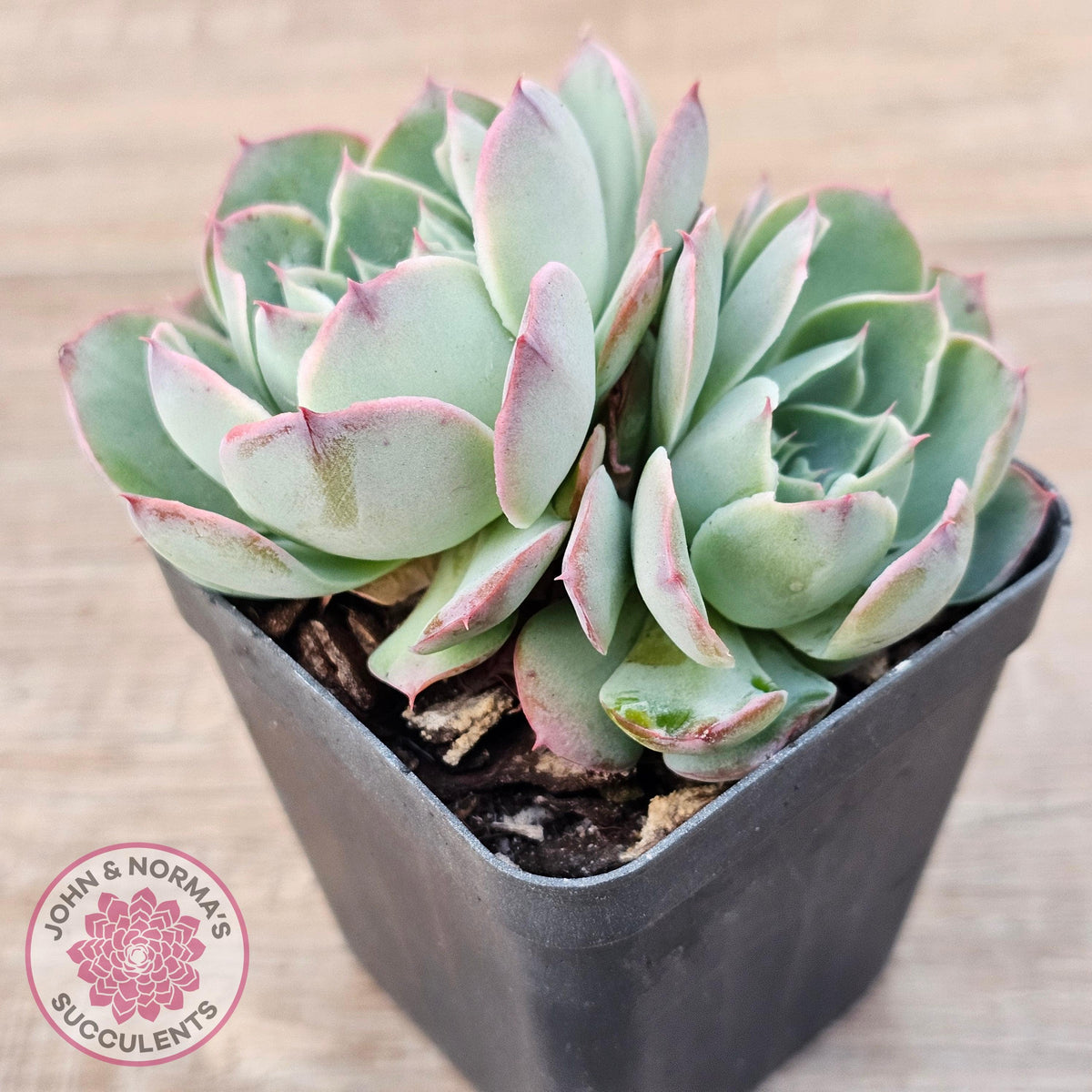Echeveria 'Macintosh'