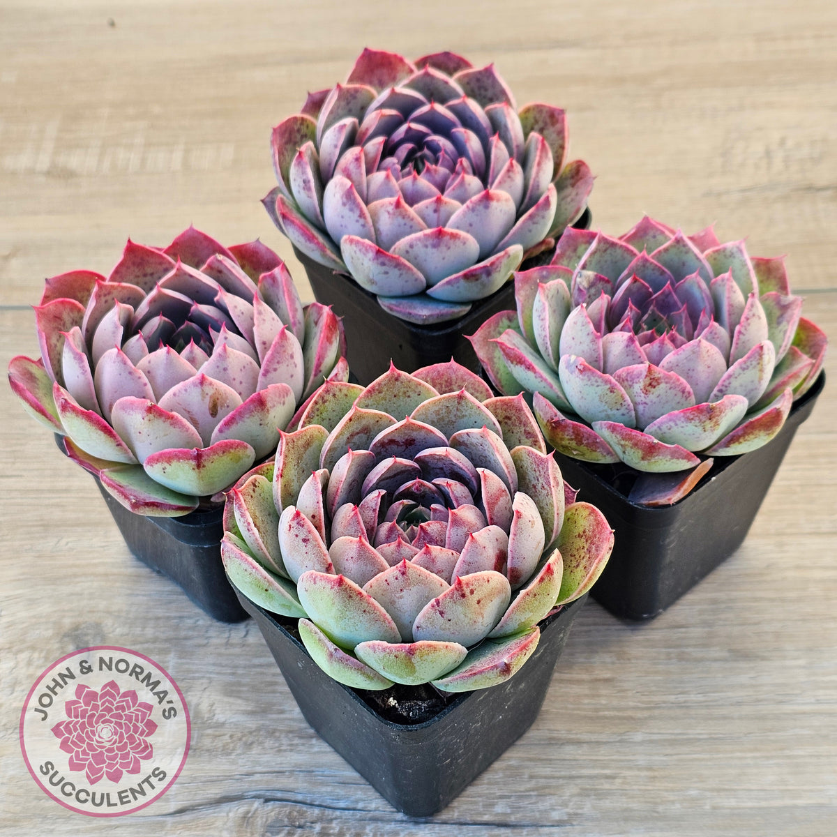 Echeveria 'Macintosh'