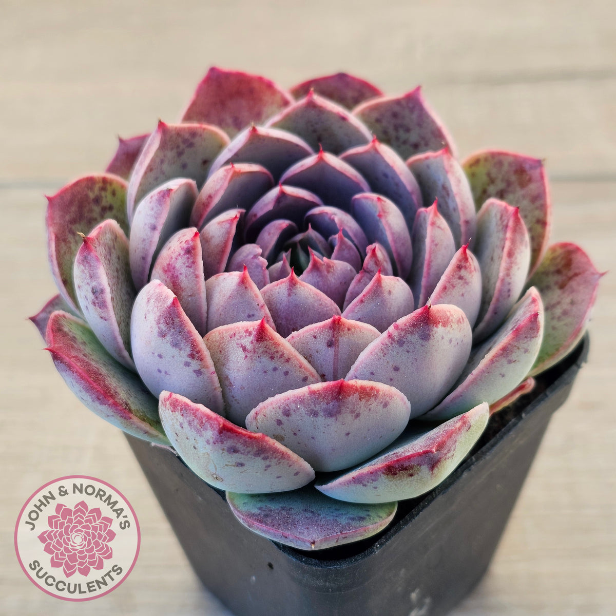 Echeveria 'Macintosh'