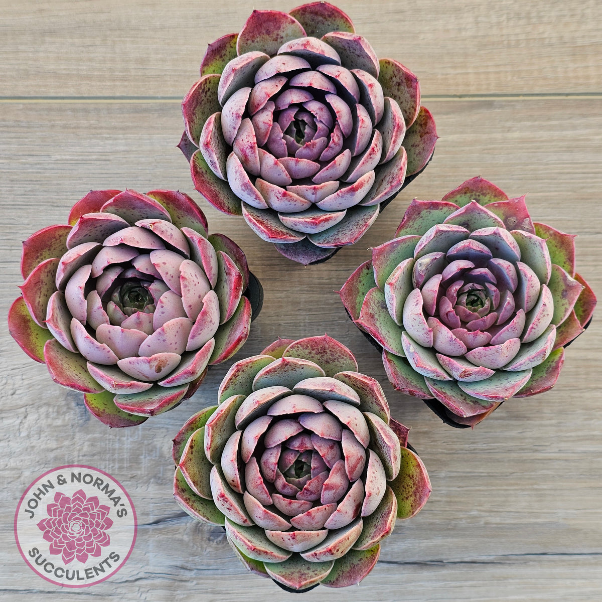 Echeveria 'Macintosh'