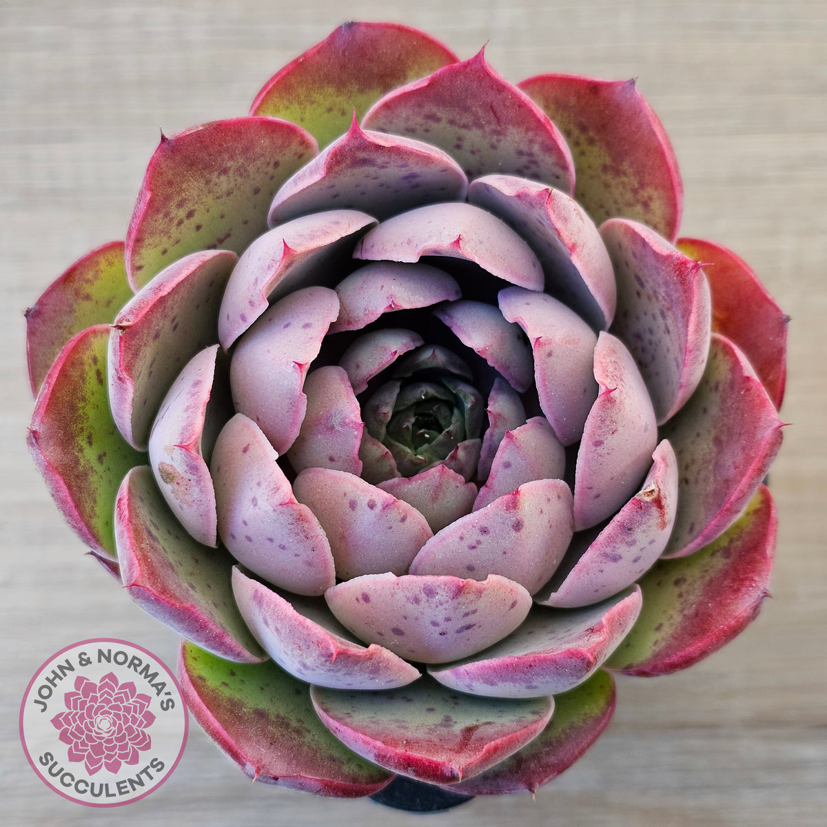 Echeveria 'Macintosh'