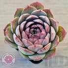 Echeveria 'Macintosh'