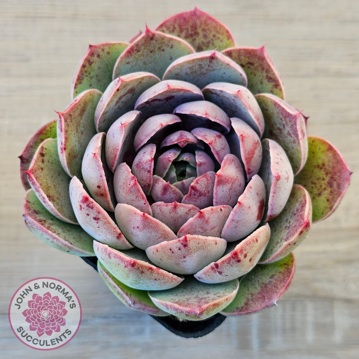 Echeveria 'Macintosh'