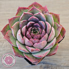 Echeveria 'Macintosh'