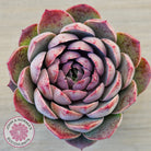 Echeveria 'Macintosh'
