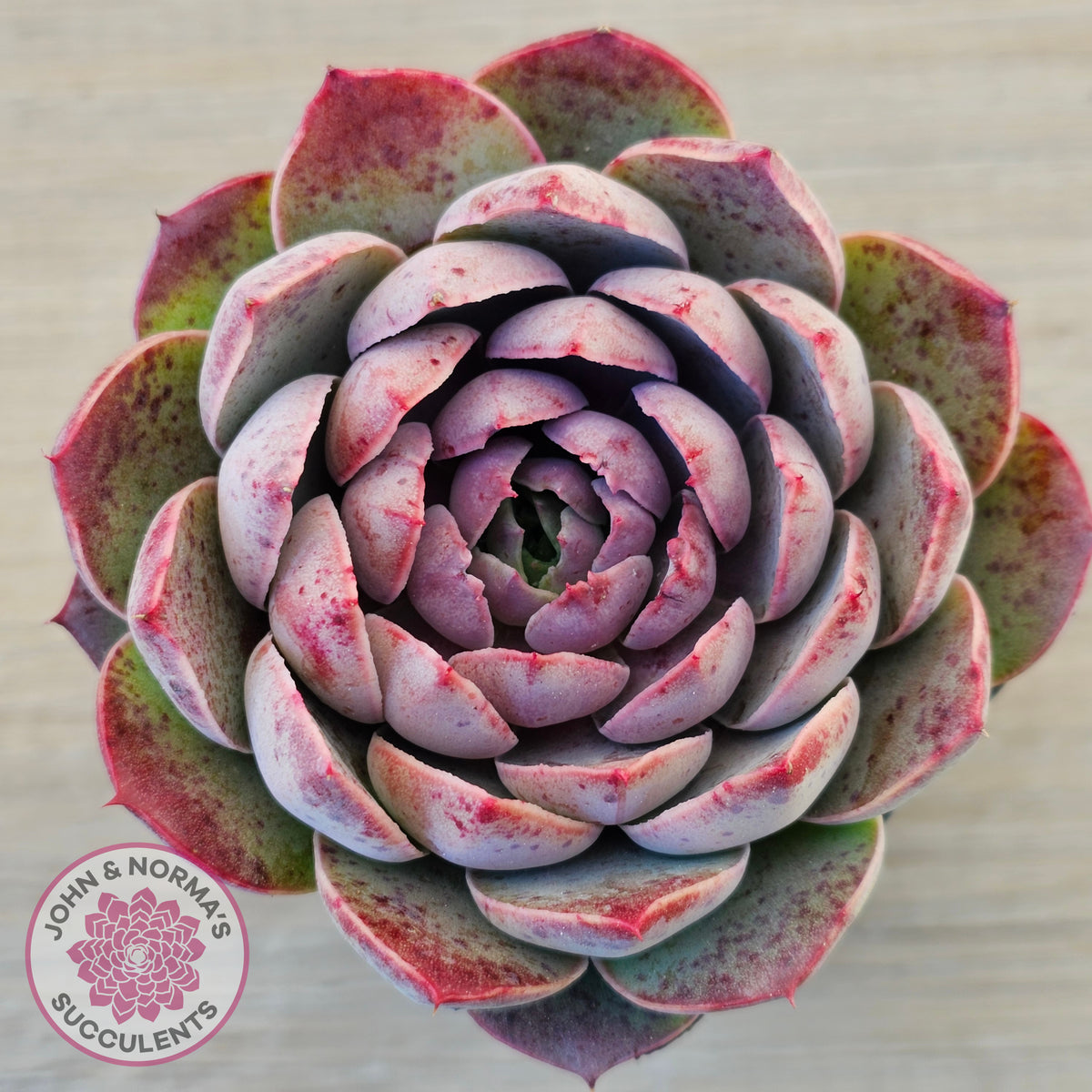 Echeveria 'Macintosh'