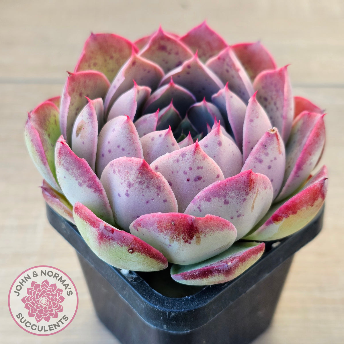Echeveria 'Macintosh'