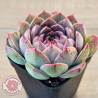 Echeveria 'Macintosh'