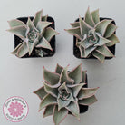 Echeveria 'Madiba' - Pink Lips