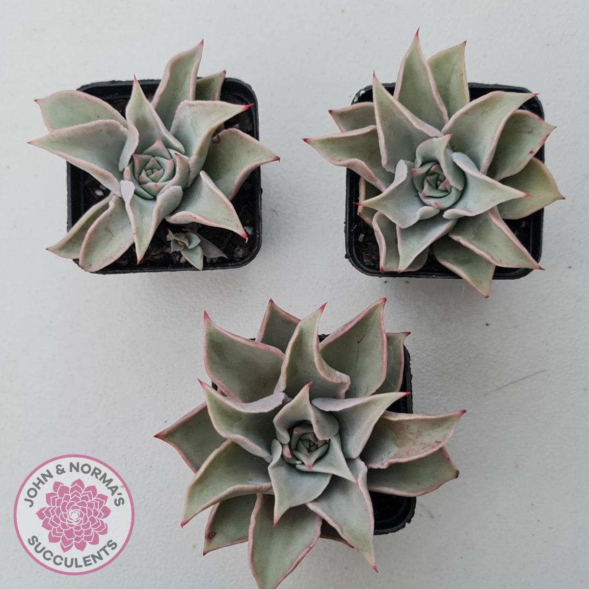 Echeveria 'Madiba' - Pink Lips