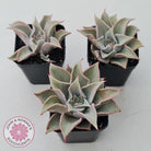 Echeveria 'Madiba' - Pink Lips